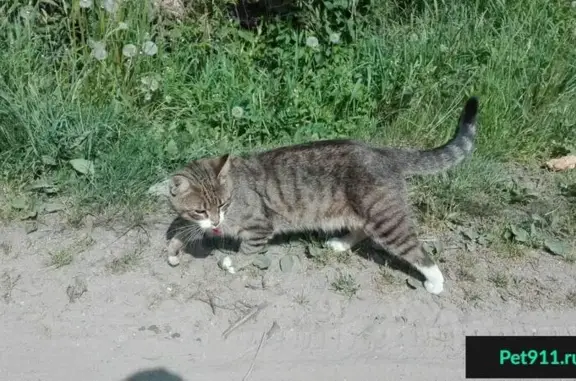 Пропала кошка на ул. Крылова/Белобородова с красным ошейником