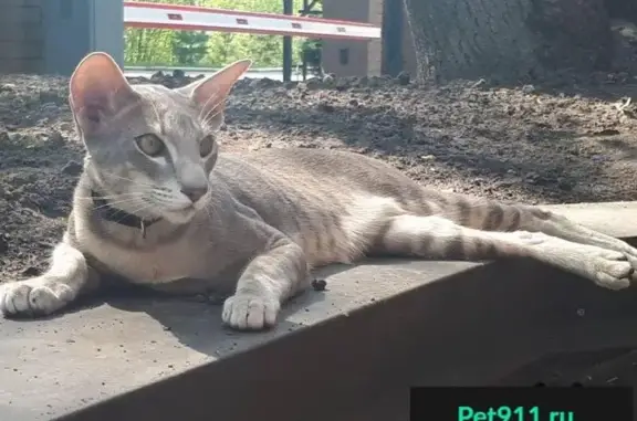 Пропал кот Ерамир в Супонево, вознаграждение гарантировано