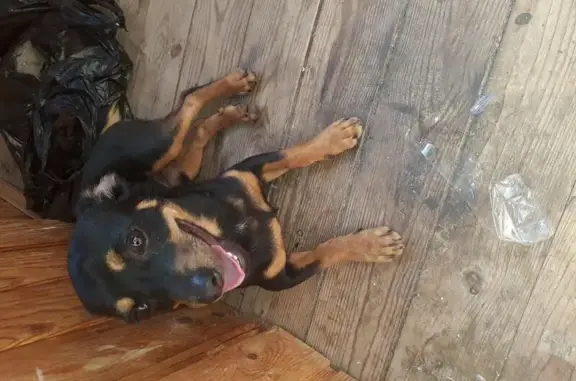 Собака с купированным хвостом найдена в Краснодарском аэропорту