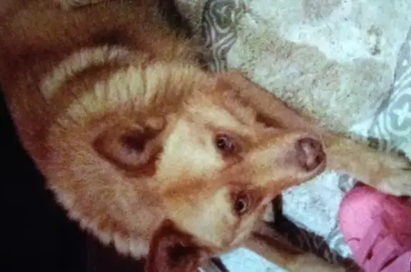 Пропала собака Пуглив в селе Добром, Республика Крым