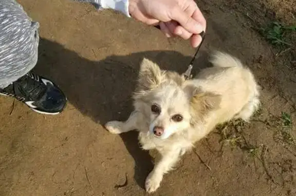 Найдена собака в Салтыковском лесу, ищем хозяев в Москве или Балашихе!