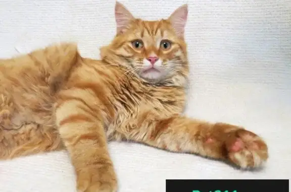 Найден котик Апельсин, МОСКВА, МО.