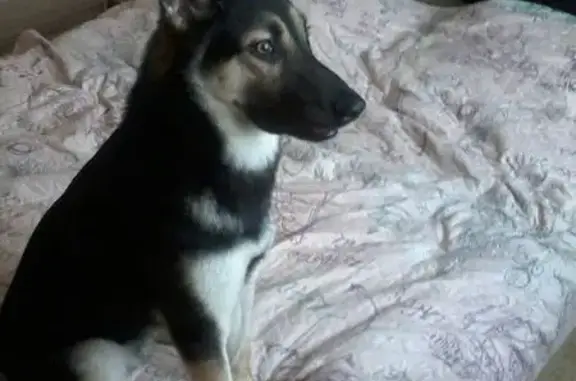 Пропала собака в Москве, район Фабрики, ищем Роя.