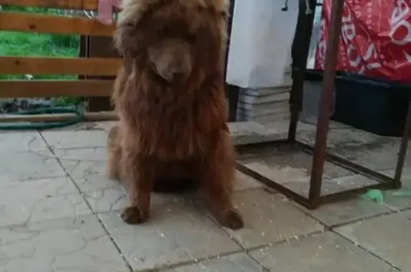 Найдена собака в Москве и области! #помогаюинформационно
