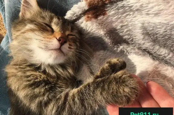 Найдена кошка-девочка в Екатеринбурге, нужен дом