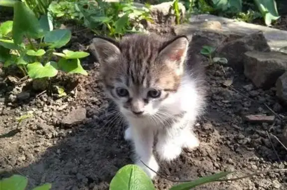 Найдена кошка в Донецке, котята ищут дом!