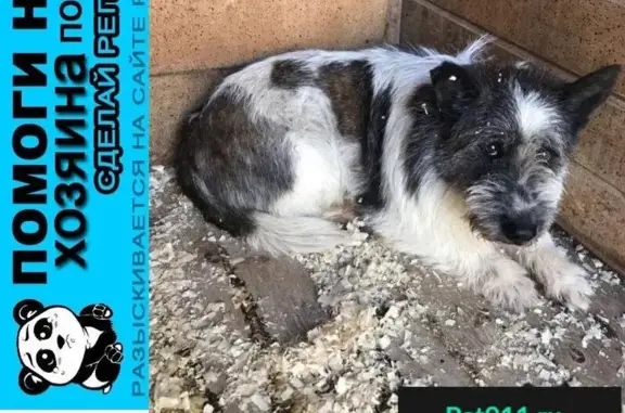 Пропала собака в Москве, ищем хозяина.