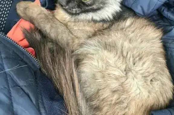 Найден домашний кот на ул. Красноармейской, нужна помощь в поиске хозяев