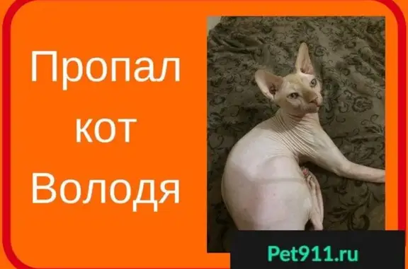 Пропал кот Володя на ул. Набережная 1 мая, 126 (Астрахань)