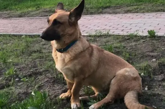 Пропала собака Метис корги и овчарки в Санкт-Петербурге
