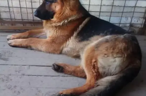 Пропала собака Дизель в Мамыри, ищем вора Исмаила.