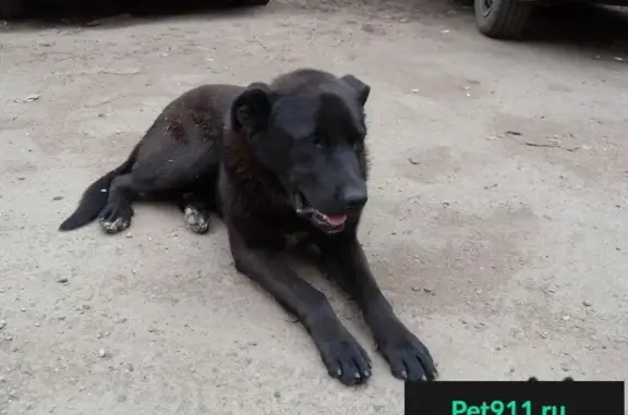 Пропала собака на улице Баженова, Жуковский.