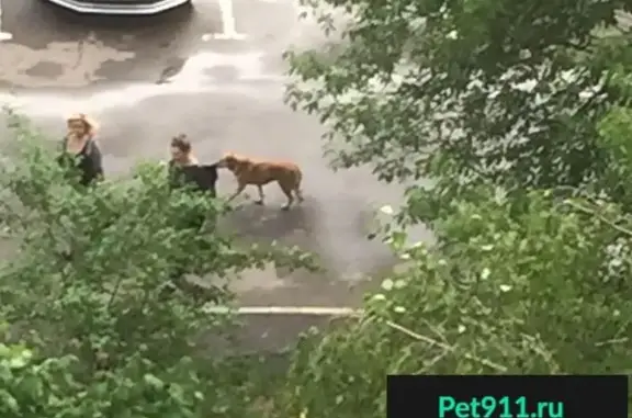 Рыжая собака у метро Беляево