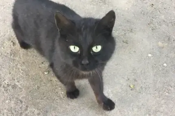 Найден чёрный котёнок на Белкинской, 4 мес.