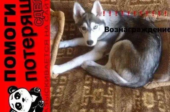 Пропала собака Даки в Ленинском районе, вознаграждение!