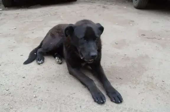 Найден грустный черный пес в Жуковском