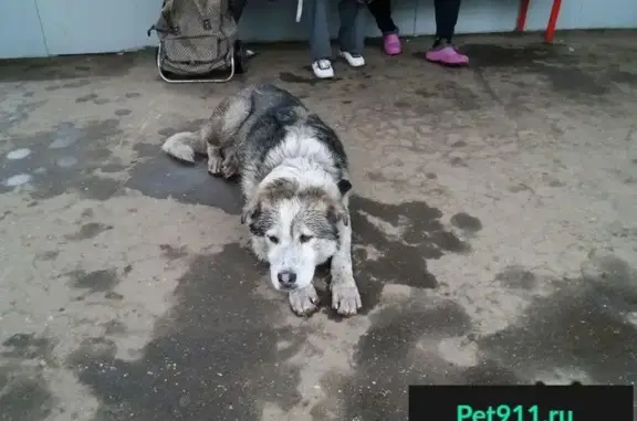 Пропала собака найдена на станции Зеленоградская