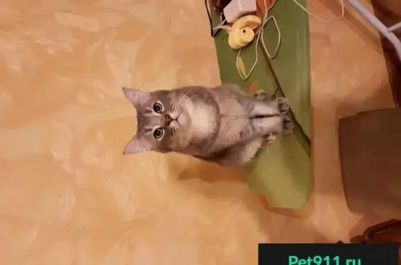 Кошки потеряшки, Верхнемарковское, фото: Потеряшка британский кот в Марково, Иркутская область