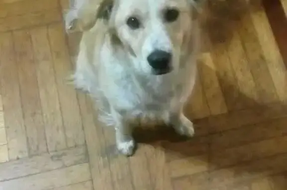 Собака найдена в Торжоке!