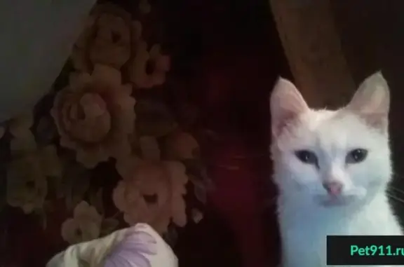 Кошки потеряшки, Индустрия, фото: Потеряшка белый кот на Горской улице, Прокопьевск