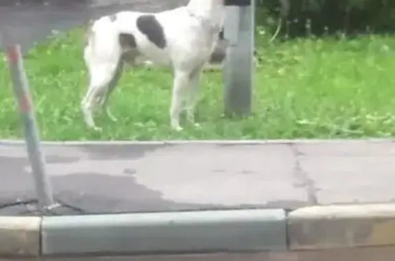 Найдена собака на улице Смольная, дом 29-33