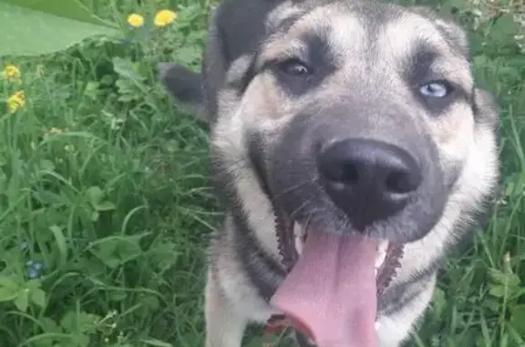Найдена собака с красным ошейником в Домодедово