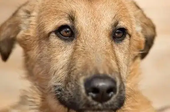 Найдена собака Кай в Раменском, МО!