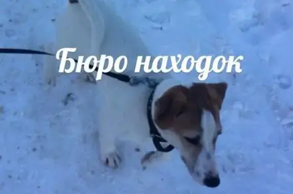 Пропала собака в Архангельске, район Южных переулков, возле детского сада 
