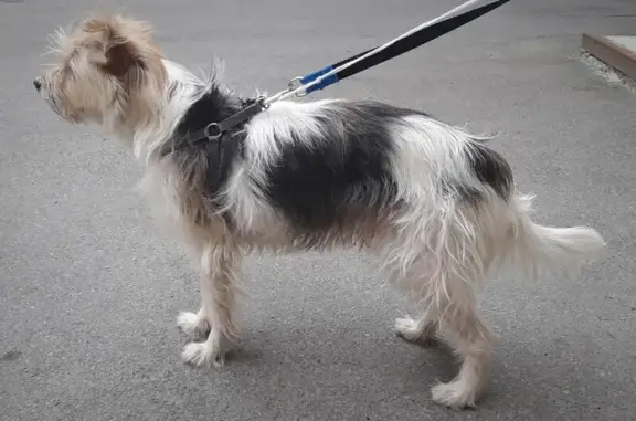 Собака найдена на Суворовском пр-те, ищет хозяина.