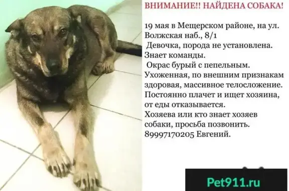 Пропала и найдена собака в Нижнем Новгороде