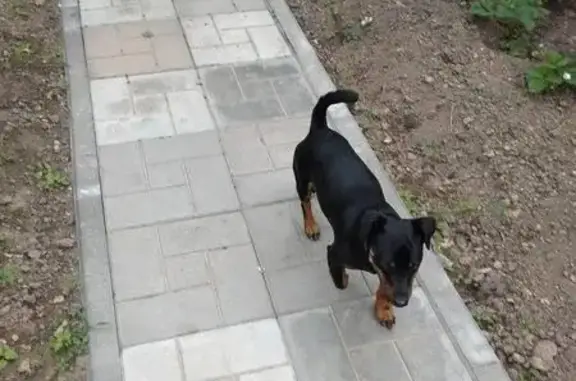 Найдена собака в Дзержинске, звоните