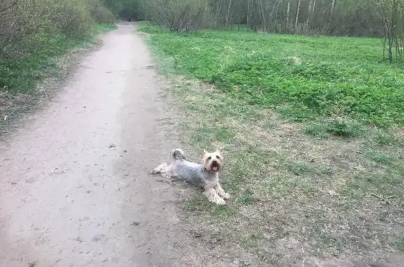 Пропала собака Мики на Выборгском шоссе, СПб
