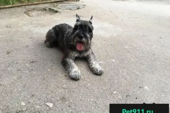 Пропала собака Пифагор в Дергачах, Севастополь