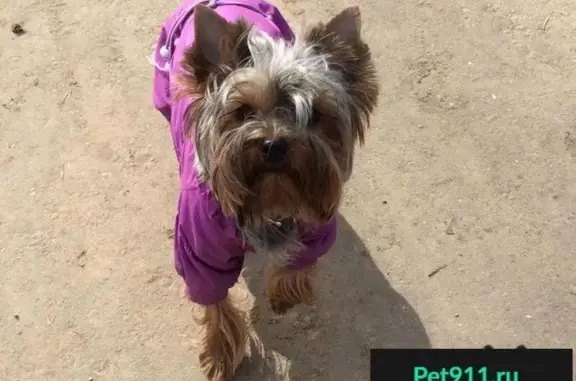 Пропала собака породы йорк в Ленинском районе МО
