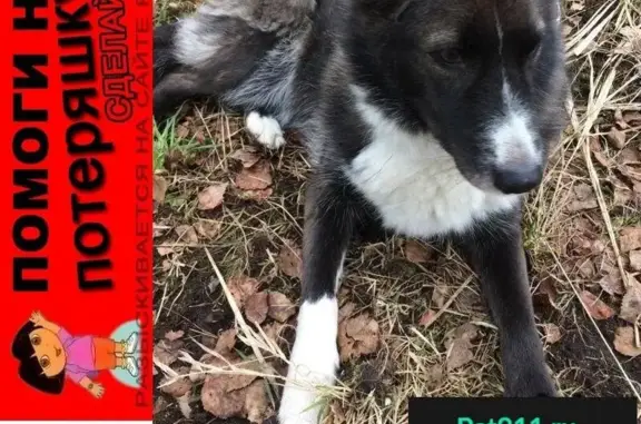 Пропала собака Липси в Грузино-3, просьба помочь