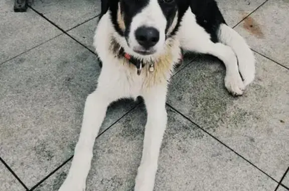 Собака найдена в Останкинском парке, ищем хозяев!