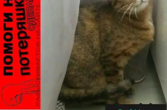 Пропала кошка Малинка в Москве, дом 11 к 1 по Бирюлевской!
