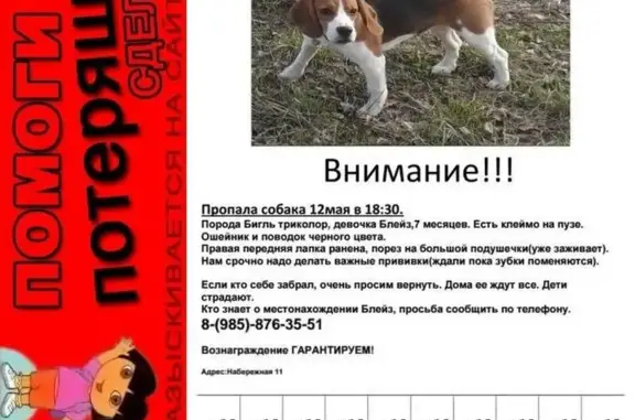 Пропала собака Бигль в Орехово-Зуево