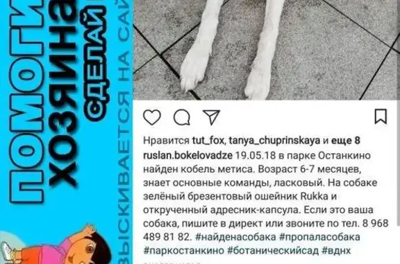 Пропала кошка в Москве.