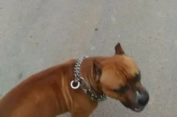 Найдена собака в Новой Москве, ищем хозяина.
