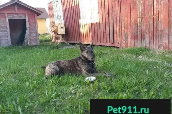 Пропала собака возле Троицкого собора, СПб