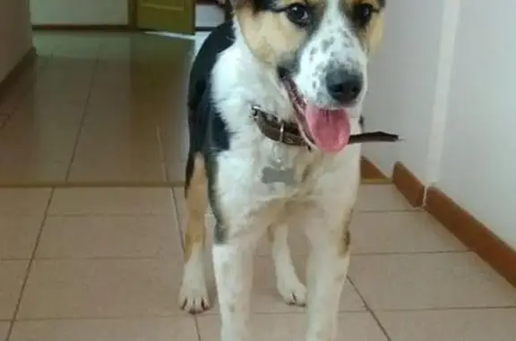 Пропала собака в Нальчике с вознаграждением