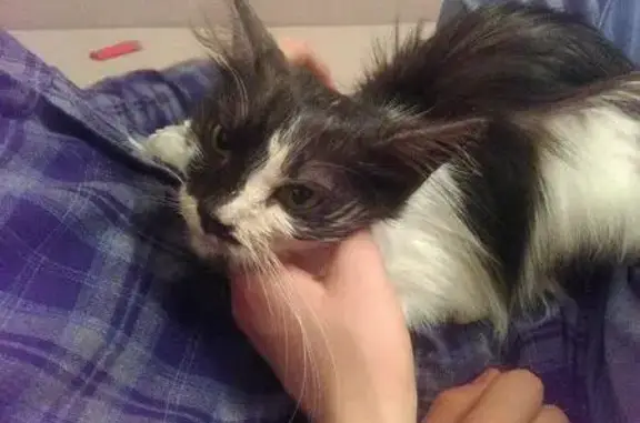 Найдена кошка в Солнечногорске, нужна помощь!