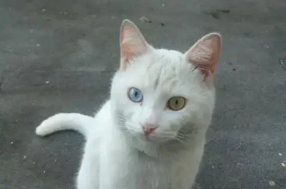 Пропал белый кот с гетерохромией на Домодедовской улице