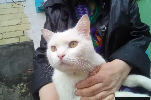 Найден кот на Крохалевке в Перми