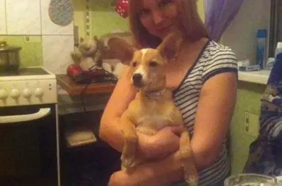 Пропала собака Жулик в поселке Лазурный, Челябинск