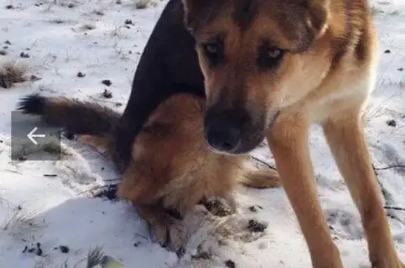 Пропала собака на Сергеляхском шоссе, вознаграждение гарантировано!