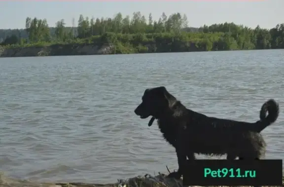 Пропала собака Фунтик в Ленинском районе, Томск