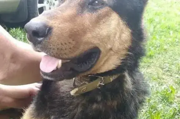 Найдена собака Мухтар в с. Волчихинский Майдан, Арзамасский район, Республика Мордовия