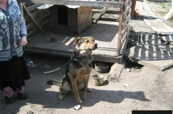 Собака Буран ищет дом в Кургане